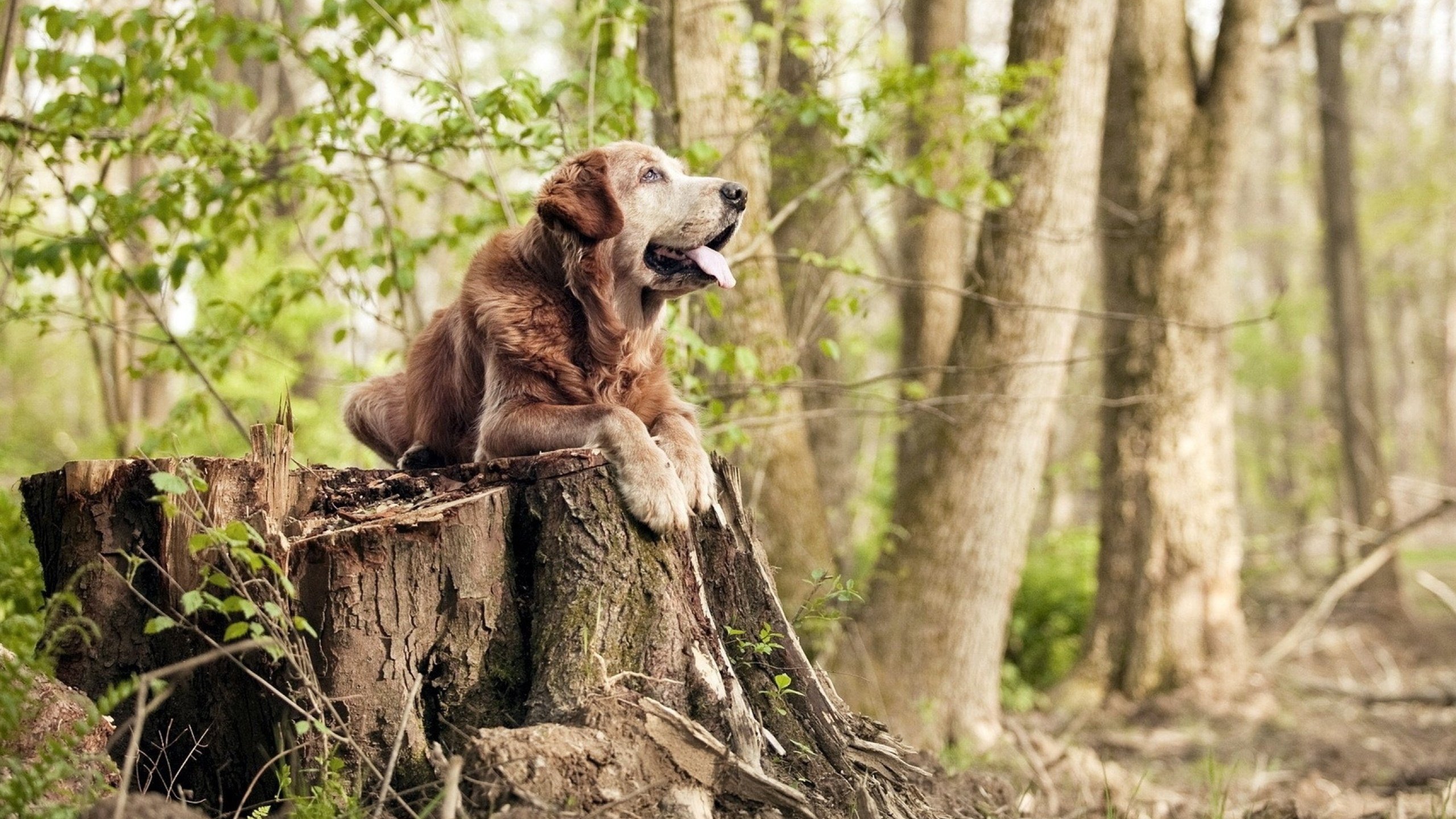 三分雨落叉烧香，郭艾伦岭南舞步掀翻布鲁克林