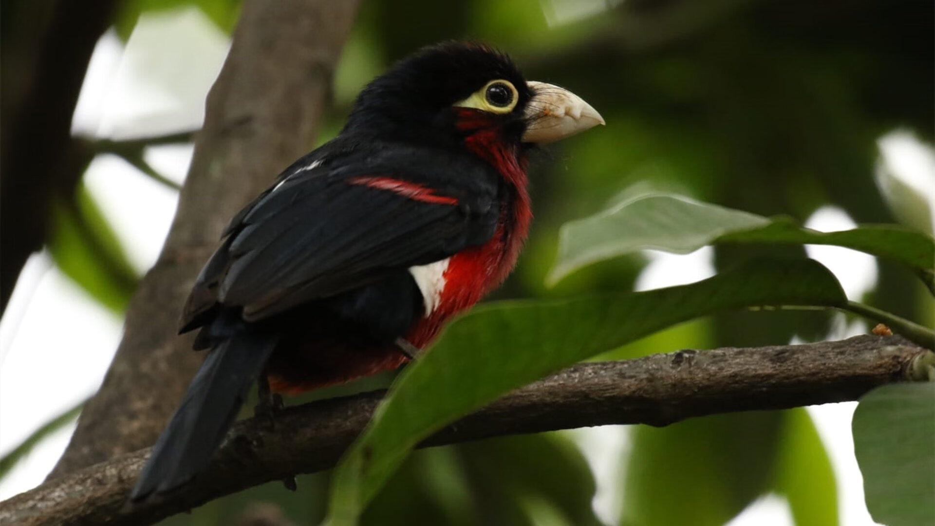 雷恩钢铁防线横扫尤文，拉亚叹息之墙铸就最意外转折