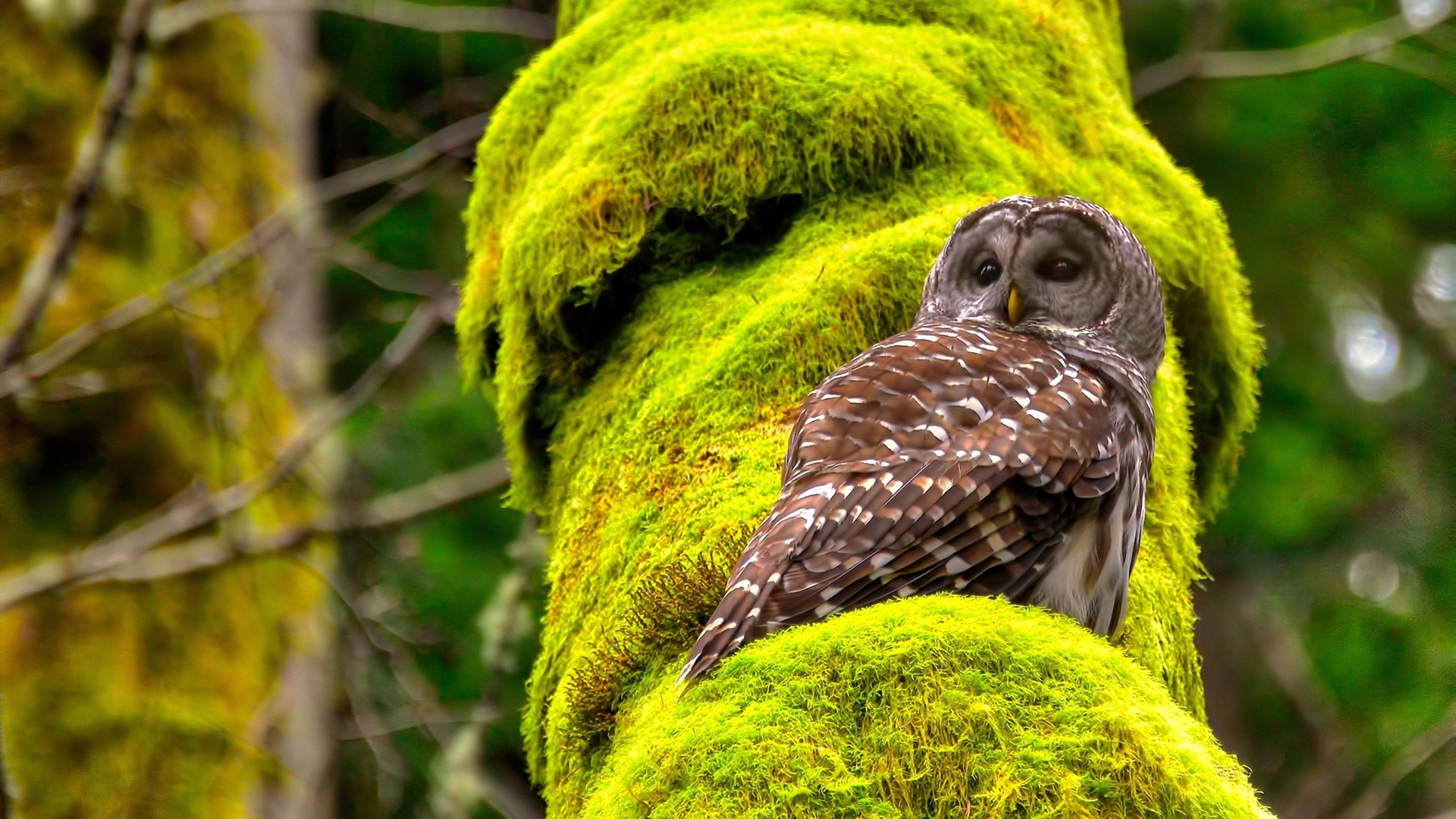 雷恩钢铁防线横扫尤文，拉亚叹息之墙铸就最意外转折
