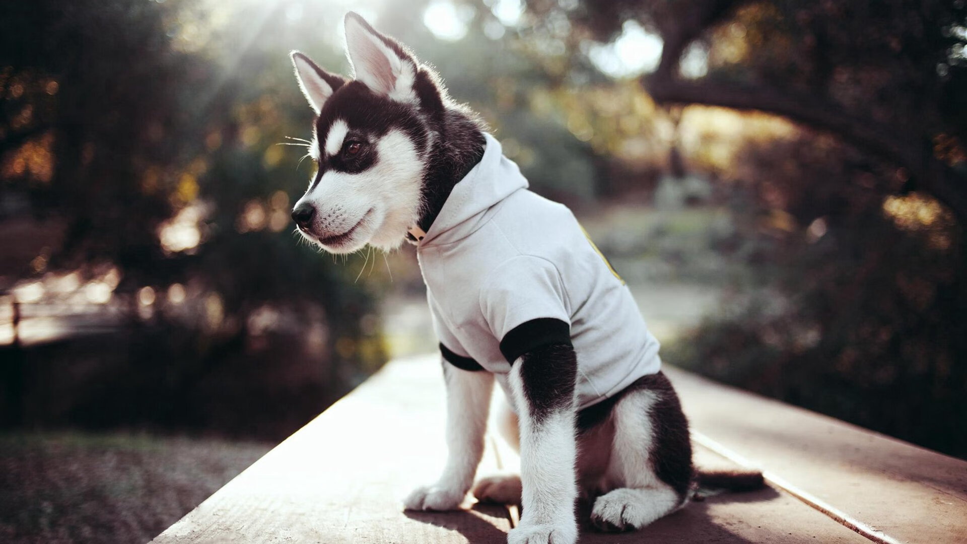 爱游戏体育-利刃出鞘，无解方程式，卡瓦哈尔如何让奥地利斩落沙特地毯式防线