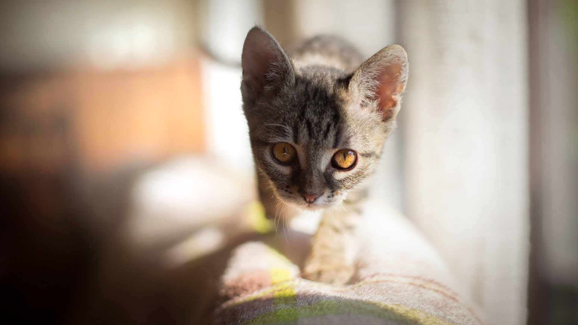 一球定音，小贾伦·杰克逊在开拓者对阵山西队比赛中的关键时刻觉醒