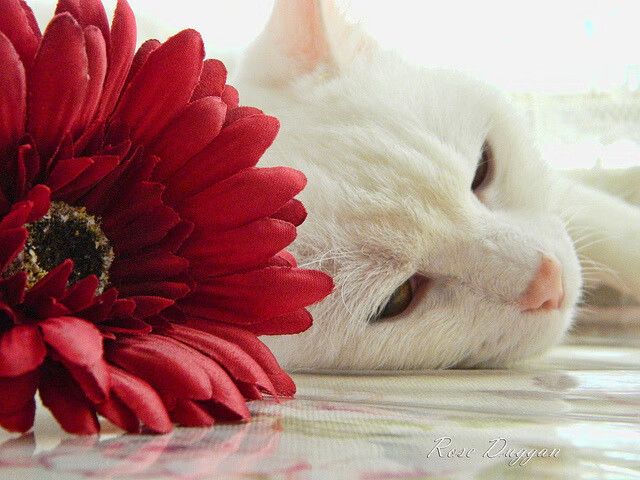 当非洲鼓点叩响诺坎普，马丁内利在慈善之夜的成人礼