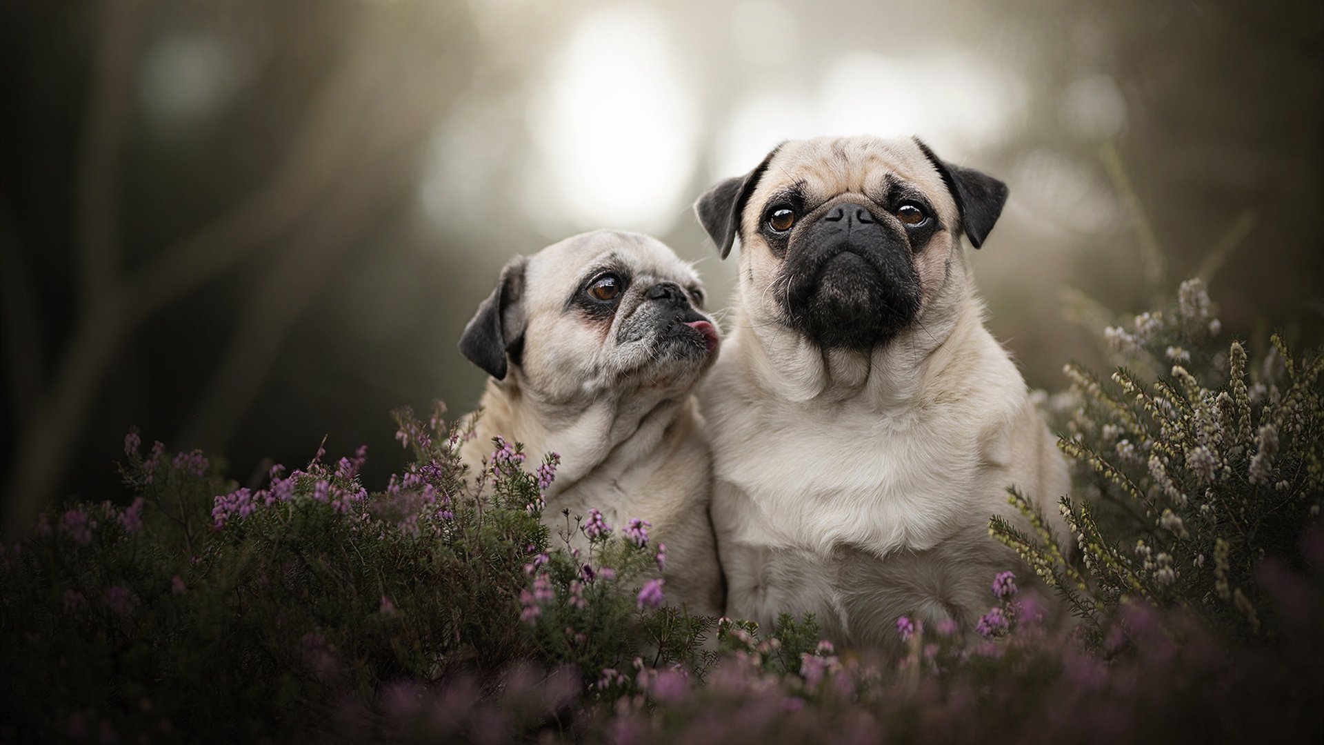 破壁者，当乌克兰冲垮莱比锡红牛，C罗在英超接管比赛