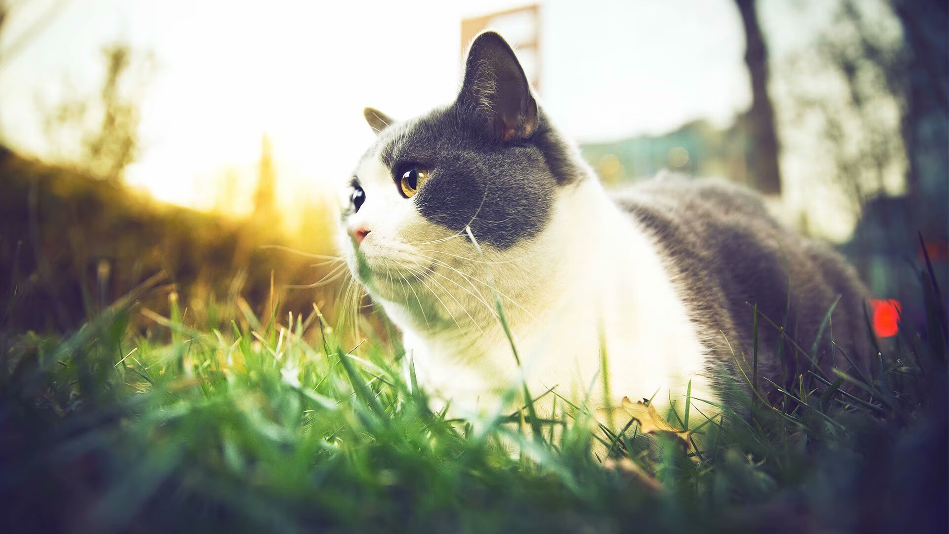 跨维度对决，森林狼碾压北京背后，杰伦·格林给中国篮球的立体震撼