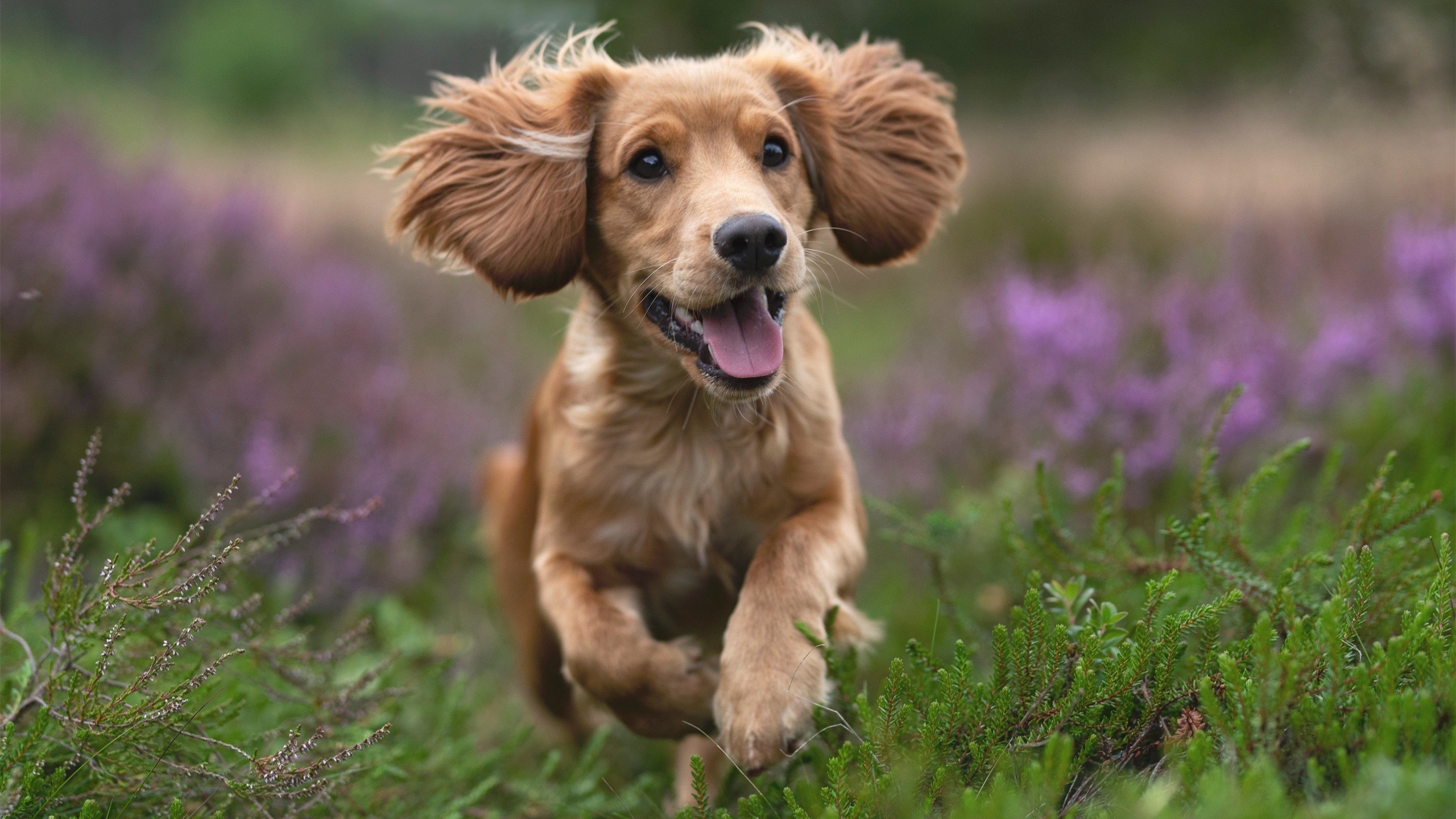 爱游戏娱乐-乌拉圭不是黑马是巨浪，碾压法国之战，加维用90分钟改写历史