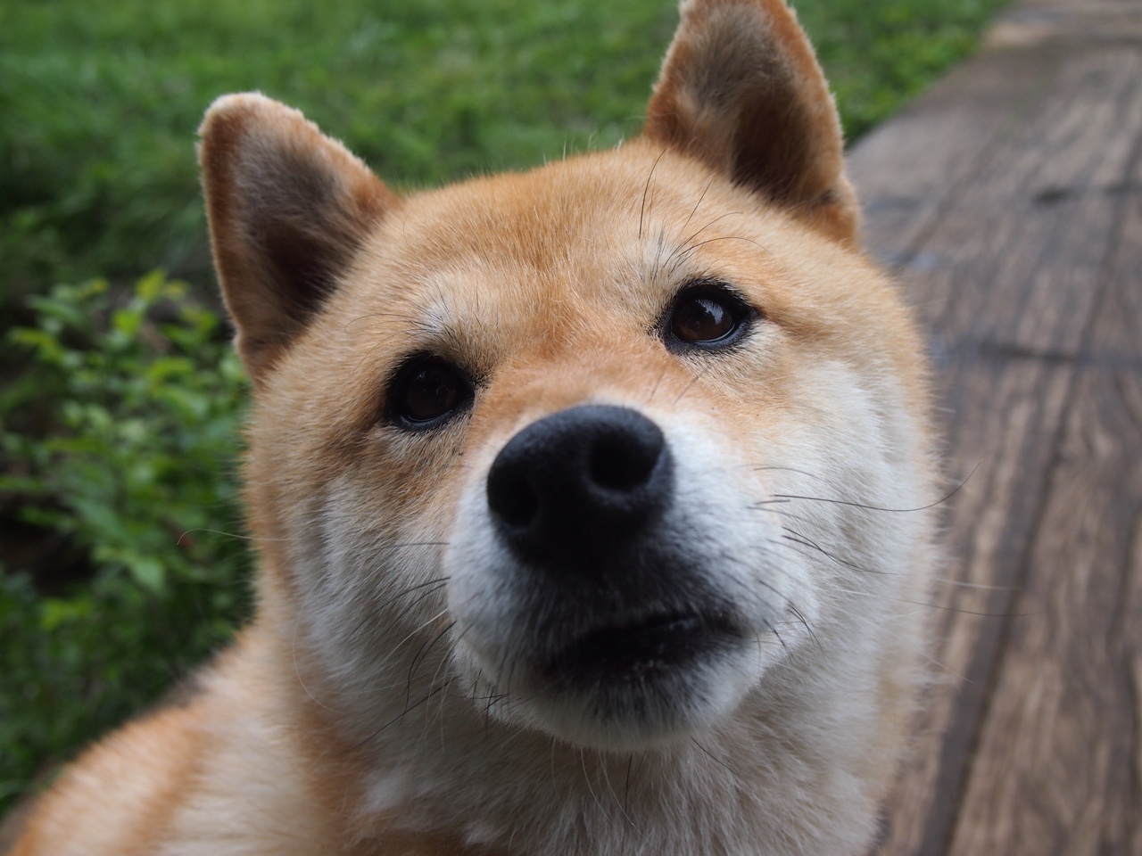 动物星球惊现跨界乱入，当鹈鹕啄伤黄蜂，德罗赞在圣西罗跳起了中投华尔兹