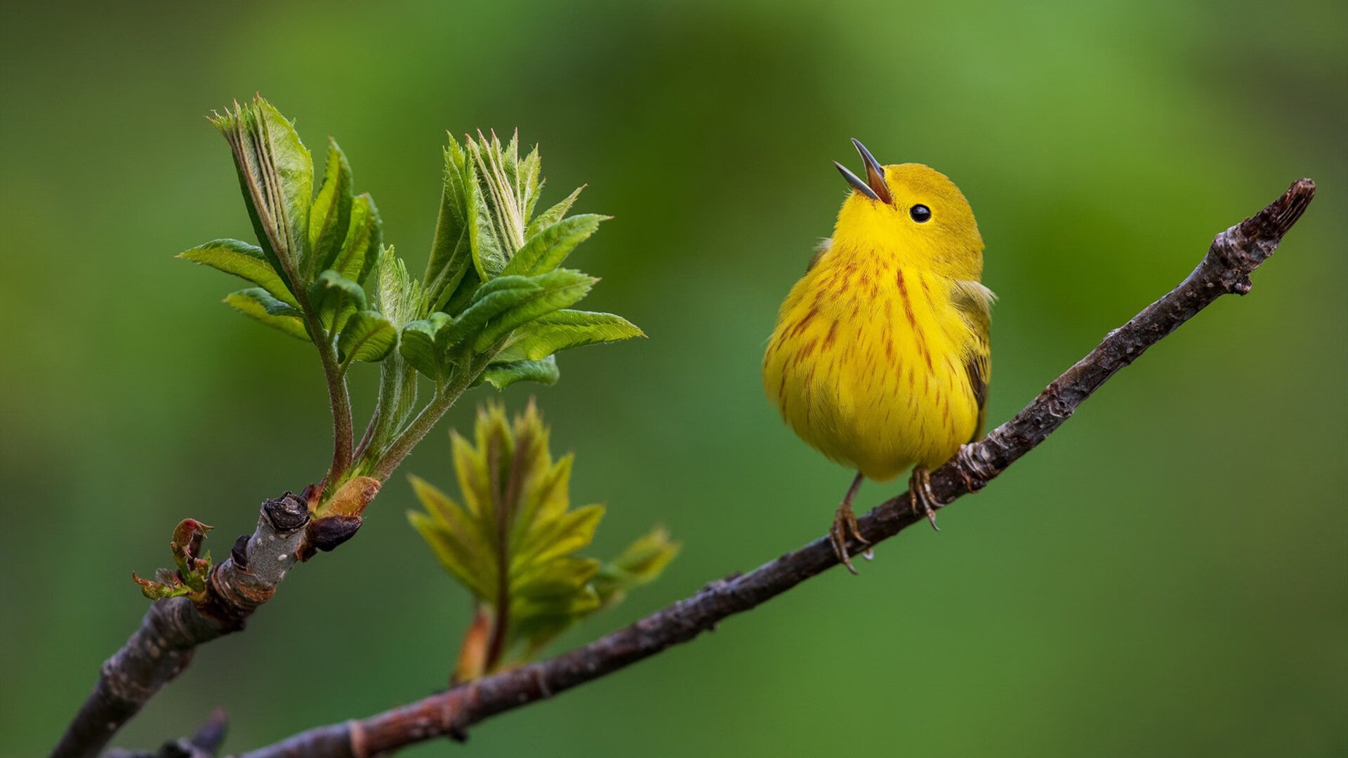 爱游戏在线-双线制胜，从伊斯坦布尔的激情到英超的窒息压力，解析瓜式曼城的双冠心境