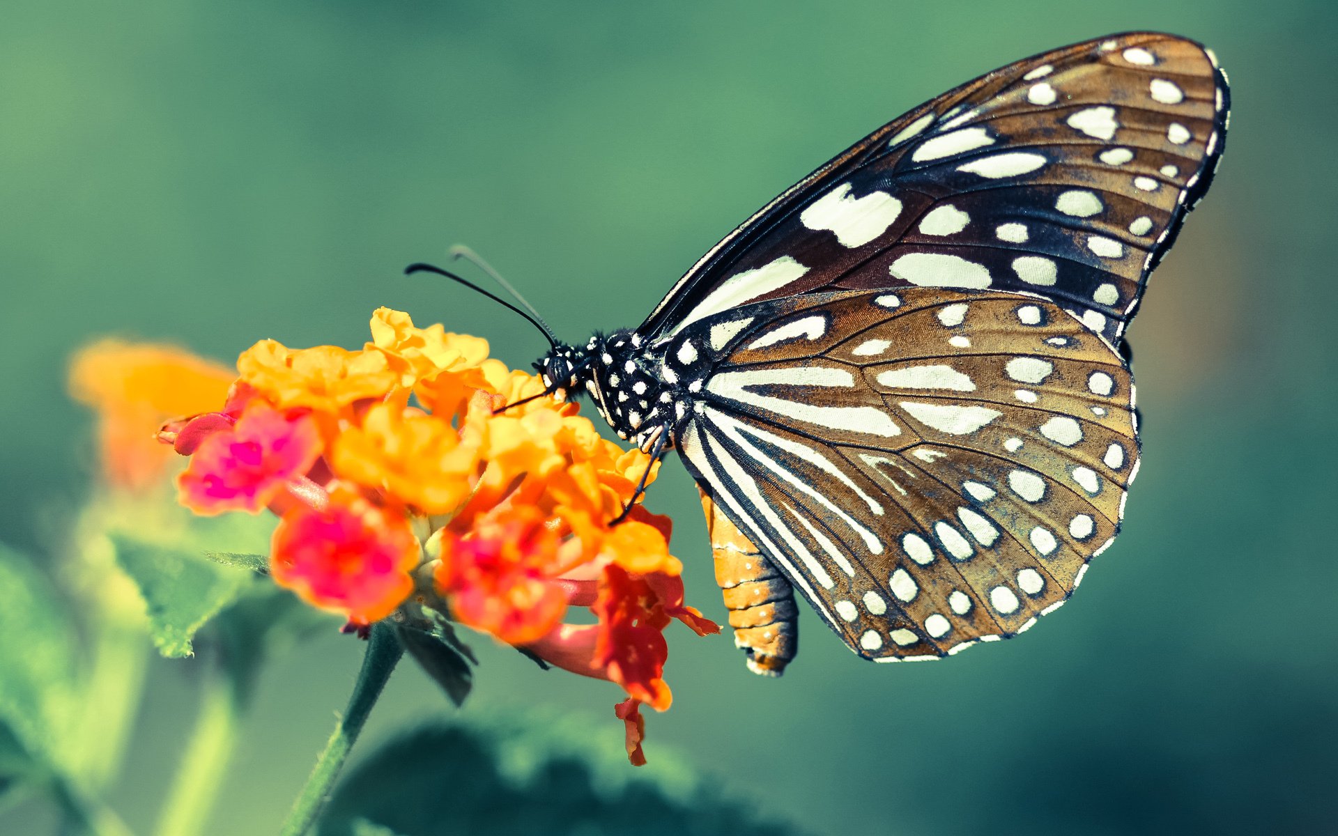 爱游戏官方-宿命与回声，当京多安的叹息点亮澳大利亚的星空