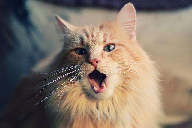 黄潜战舰碾过尼斯 格列兹曼一肩扛起进攻大旗