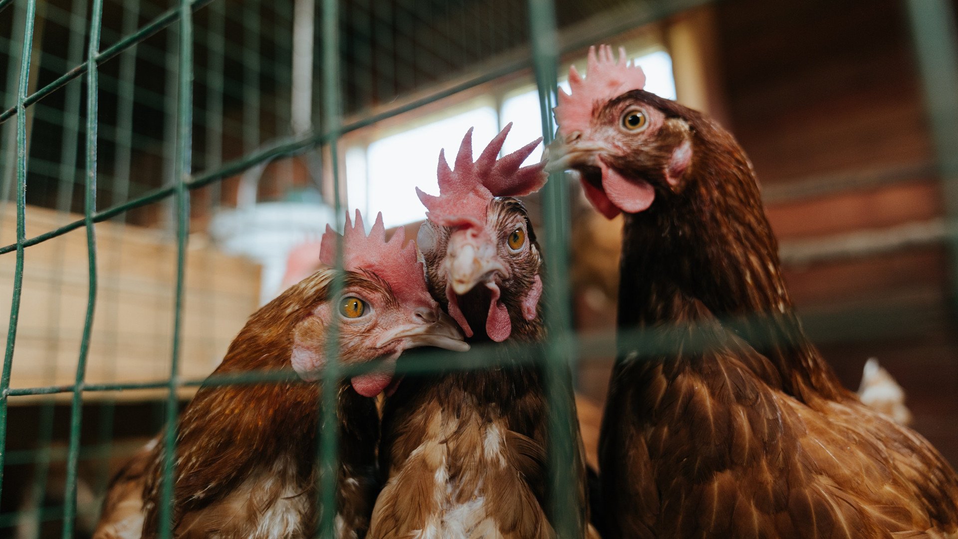 吉林冰刃,小贾伦爆发,冻住休斯顿火箭的火焰