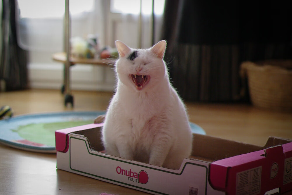 双线交织，从北京队力克公牛到文班亚马接管世界排名争夺战的格局之变